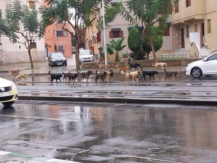 الكلاب الضالة بسلا والمسؤولين في خبر كان