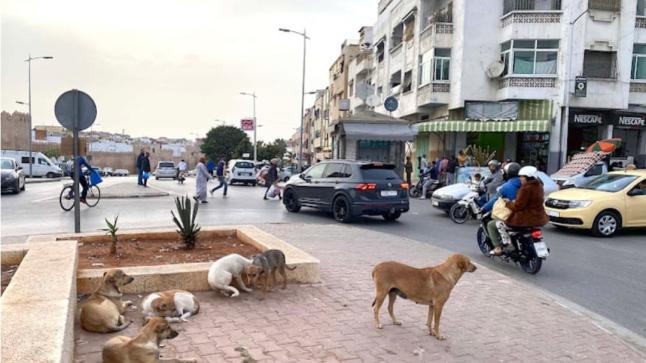 برامج لمكافحة الكلاب الضالة في المغرب